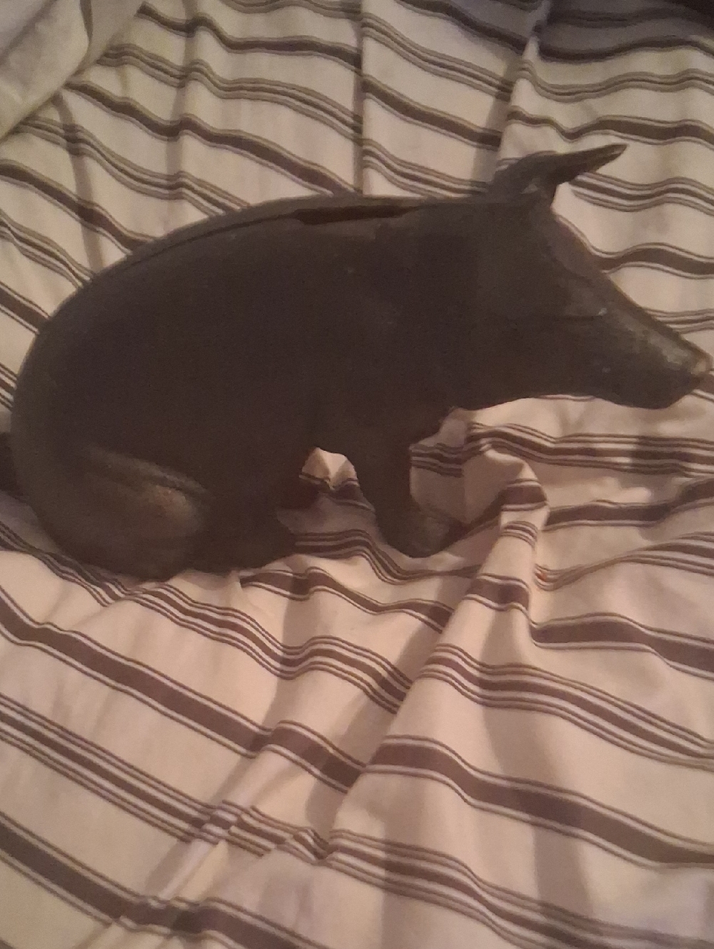 Cast Iron Pig Bank